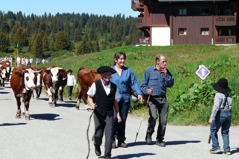 01-15 aout les troupeaux aux saisies